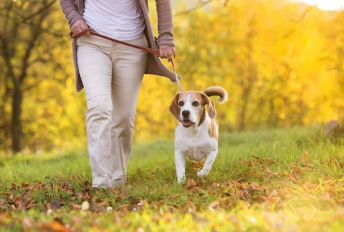 Pet therapy sau beneficiile animalelor de companie la varsta a treia