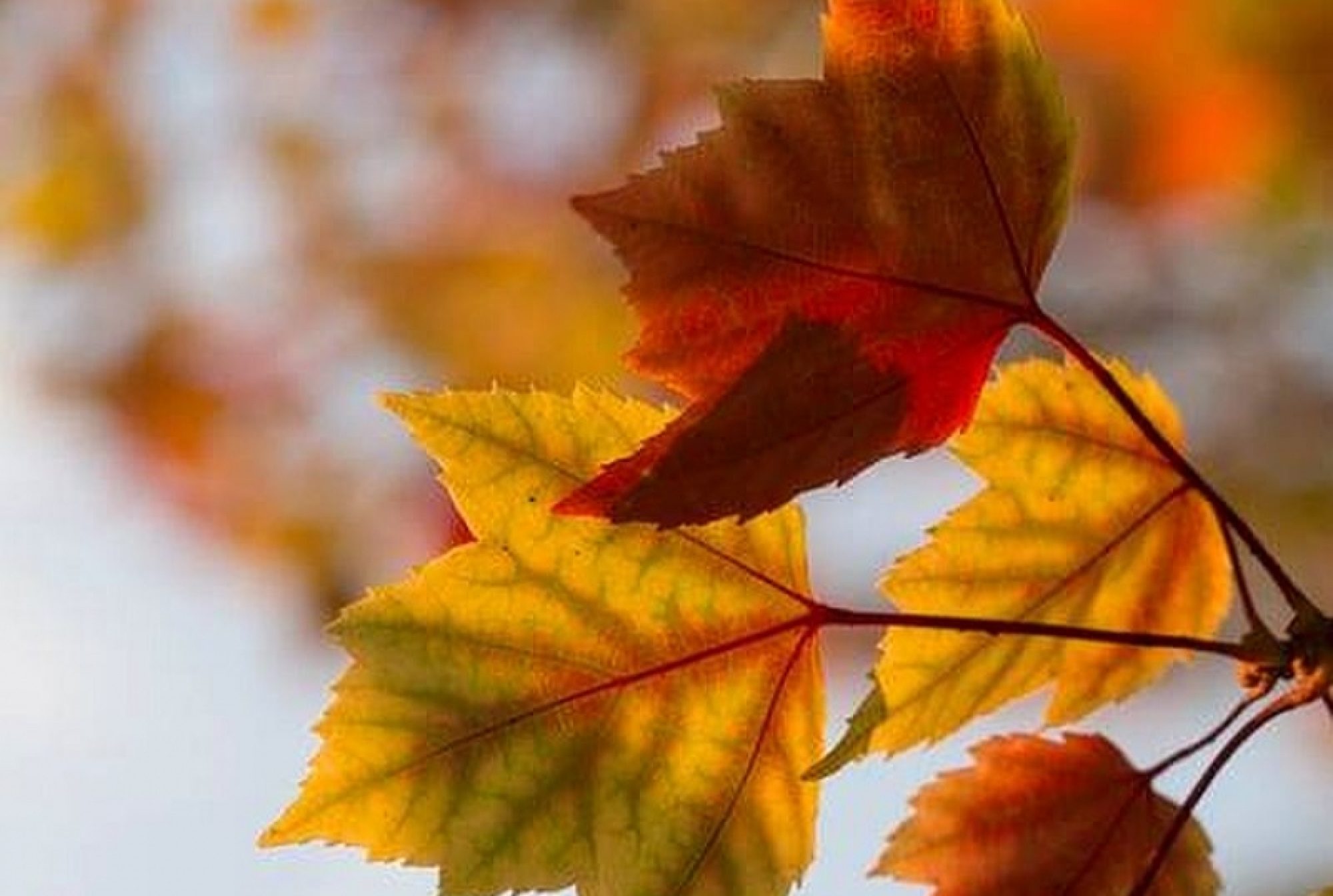 Toamna de pe chip, din natură și din poezie