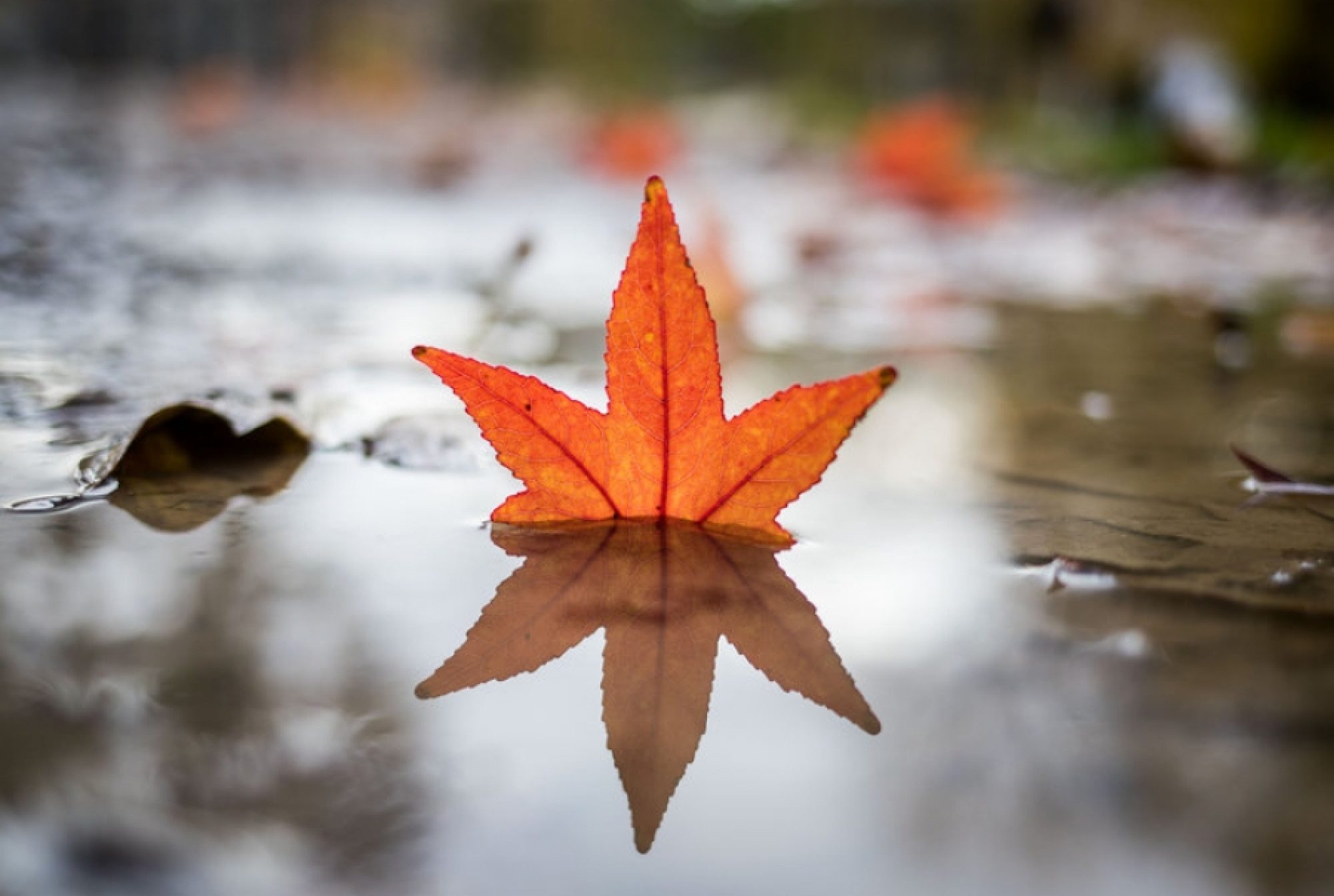 Nu doar bătrânii dispar ci și meseriile